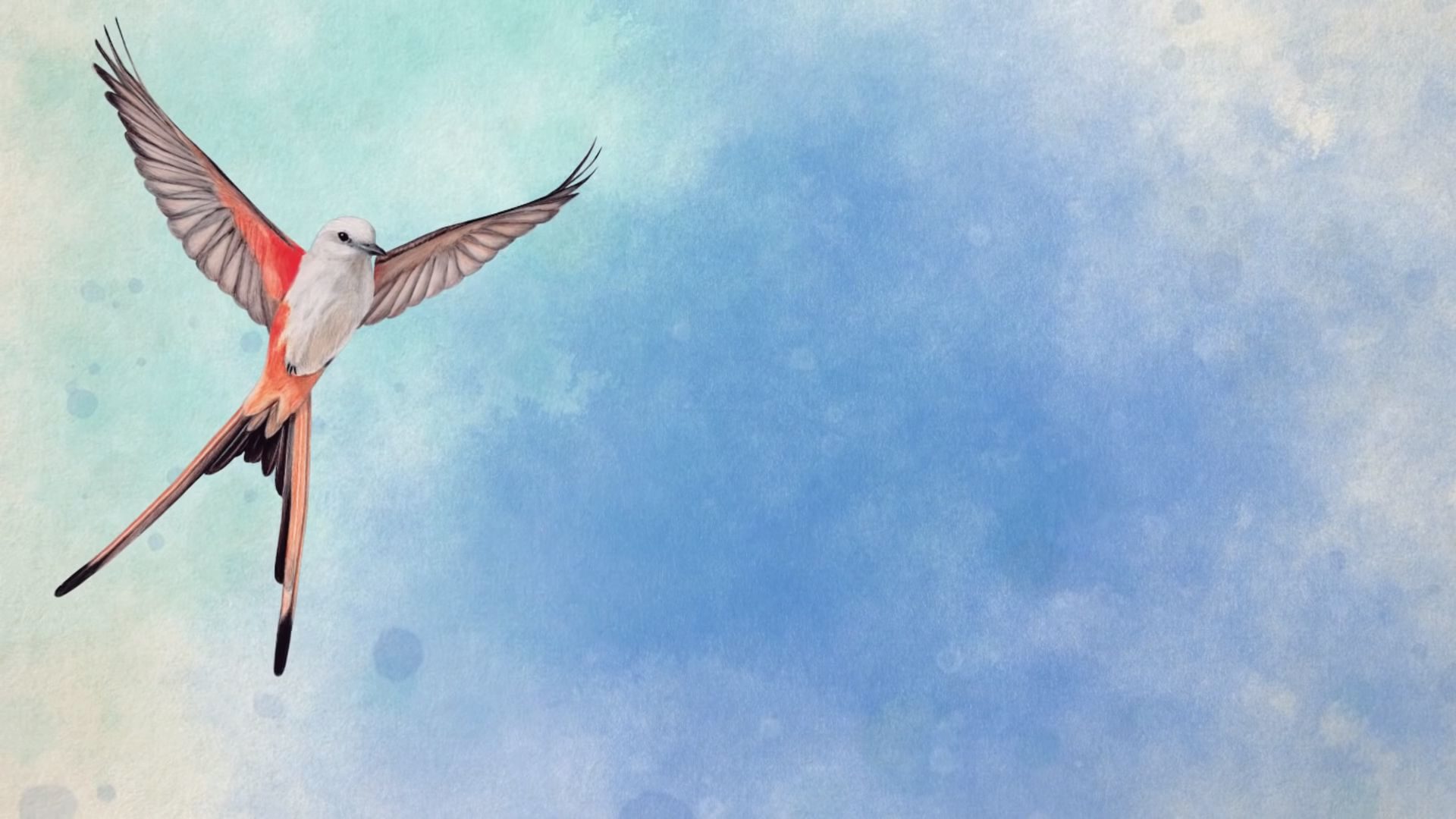 Wingspan